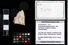 Foto (Objekt + Etikett) von Goniodromites bidentatus (Reuss, 1858)  (NHMW-GEO-2014-0194-0191)
